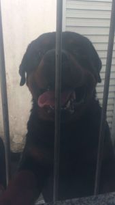 Akhan vem para casa - Olá, tudo bem? Estou aqui humildemente para pedir sua ajuda com qualquer valor para arrecadar dinheiro da viagem do meu cachorro