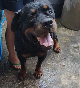 Animais - Olá, tudo bem? Estou aqui humildemente para pedir sua ajuda com qualquer valor para arrecadar dinheiro da viagem do meu cachorro