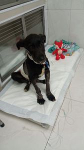 UTI e tratamento para o Joe imagem 6