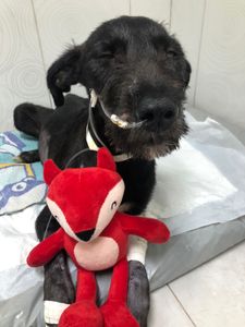 Animais - UTI e tratamento para o Joe