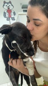 São Paulo/SP - UTI e tratamento para o Joe