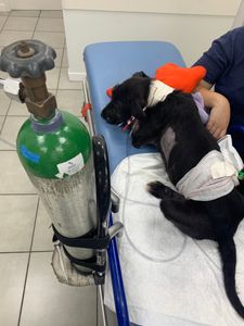 Vaquinha Online - UTI e tratamento para o Joe