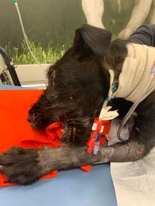 UTI e tratamento para o Joe - UTI e tratamento para o Joe