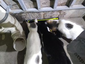 Vaquinha Online - Rações para animais abandonados