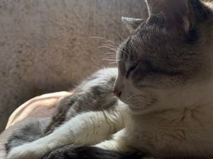 Animais - Tudo pela Kiara 💞🐾