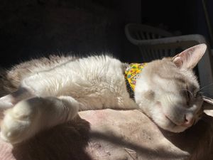 São Paulo/SP - Tudo pela Kiara 💞🐾