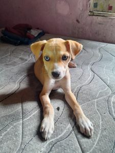 Assinatura e Recorrência - Ajude a salvar vidas com sua doação mensal Abrigo Amor de Pet Belém/Pa