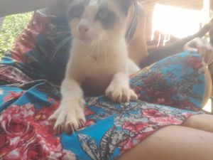 Ajude a salvar vidas com sua doação mensal Abrigo Amor de Pet Belém/Pa imagem 7