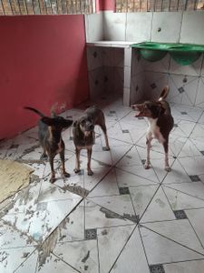 Ajude a salvar vidas com sua doação mensal Abrigo Amor de Pet Belém/Pa imagem 6