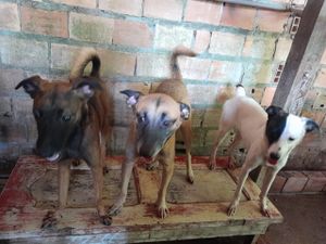 Belém/PA - Ajude a salvar vidas com sua doação mensal Abrigo Amor de Pet Belém/Pa