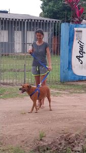 Ajude a salvar vidas com sua doação mensal Abrigo Amor de Pet Belém/Pa imagem 8