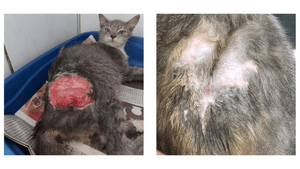 Financiamento Coletivo - AJUDEM A FOCINHOS DE LUZ A SALVAR SEUS ANIMAIS