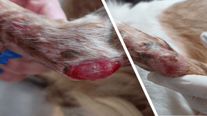 Vaquinha Online - AJUDEM A FOCINHOS DE LUZ A SALVAR SEUS ANIMAIS