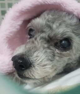 Vaquinha Online - CIRURGIA MEGGIE 