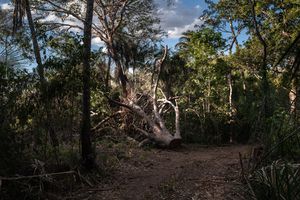 Crowdfunding - Ajude os Guardiões da Floresta Krikati
