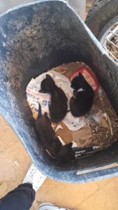 Eles não são invisíveis imagem 7