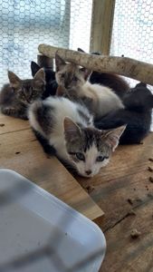 Animais - Eles não são invisíveis