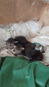 São Carlos/SP - Eles não são invisíveis