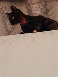 Eles não são invisíveis imagem 8