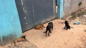 Cuiabá/MT - PATINHAS NA OBRA 