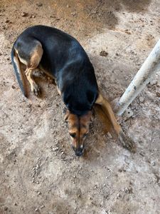 Dia de Doar - PATINHAS NA OBRA 