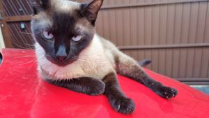 Vaquinha Online - Esse é o Frank o gatito