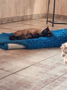 F R A N K   o   gatinho - Esse é o Frank o gatito