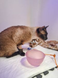 Esse é o Frank o gatito imagem 7