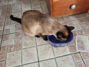 Osasco/SP - Esse é o Frank o gatito