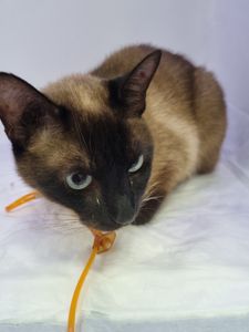 Esse é o Frank o gatito imagem 6