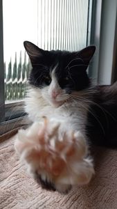 Vaquinha Online - Rifa da Gatilha