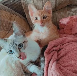 John Hyder - Setup Gamer: A Saga