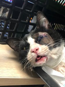 Vaquinha Online - AJUDA E LAR PARA O JOEL