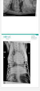 Ajuda para internação do Spike  imagem 6