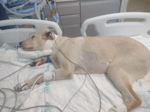 #forçaspike - Ajuda para internação do Spike 