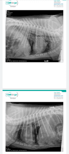 Mauá/SP - Ajuda para internação do Spike 
