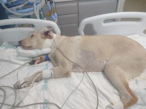 Animais - Ajuda para internação do Spike 