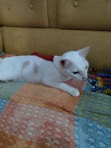 Ajude beijuzinho e seus irmãos a ter o que comer imagem 6