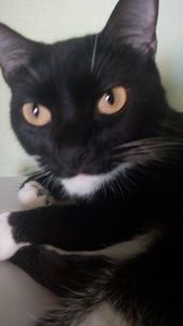 Animais - Ajude beijuzinho e seus irmãos a ter o que comer