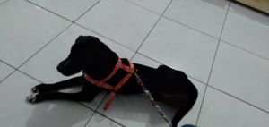 Ajude beijuzinho e seus irmãos a ter o que comer imagem 7