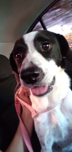 Ajude beijuzinho e seus irmãos a ter o que comer imagem 8