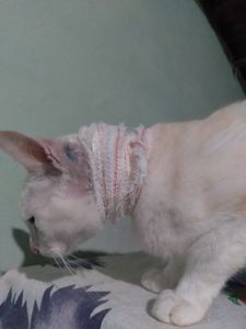 Natal/RN - Ajude beijuzinho e seus irmãos a ter o que comer