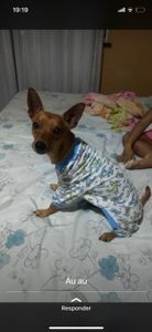 Vaquinha Online - Arrecadação para Tratamento de Leishmaniose Canina  (Calazar) - Tony