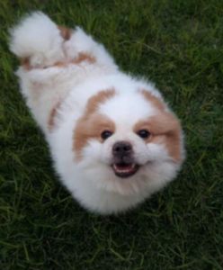 Vaquinha Online - Ajuda o fred 