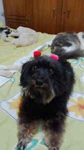 Animais - Animais mais que preciosos 