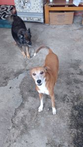 Vaquinha Online - Animais mais que preciosos 