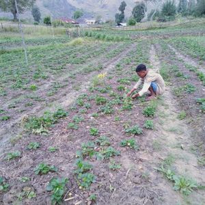 Cidade Ocidental/GO - Tratorito para produzir comida