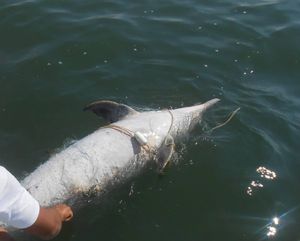 CAMPANHA BALEIA SEGURA - ANJOS DO MAR/SC imagem 8
