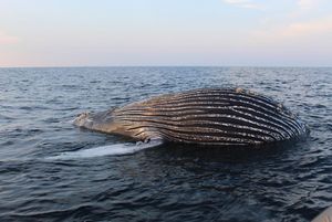 Meio ambiente - CAMPANHA BALEIA SEGURA - ANJOS DO MAR/SC