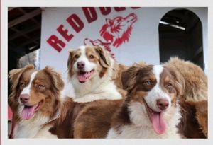 Projeto de cães para pessoas com deficiência e autismo (TEA) imagem 9